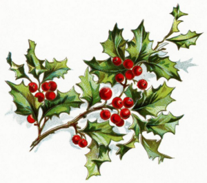 Christmas holly, NorthumbriaGems